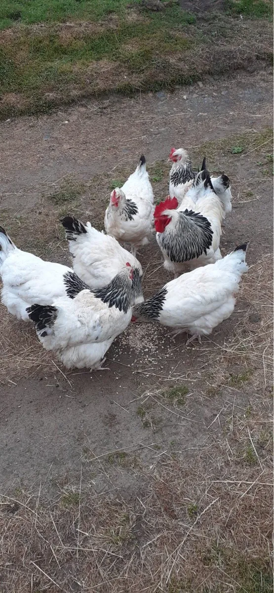 Light Sussex Hatching Eggs - Image 1