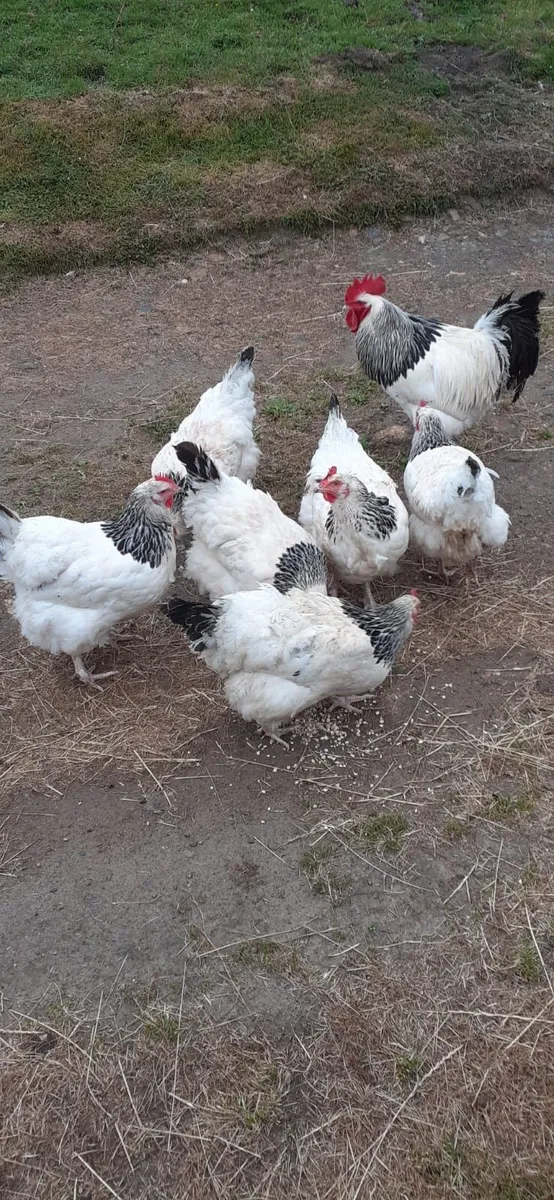 Light Sussex Hatching Eggs - Image 2