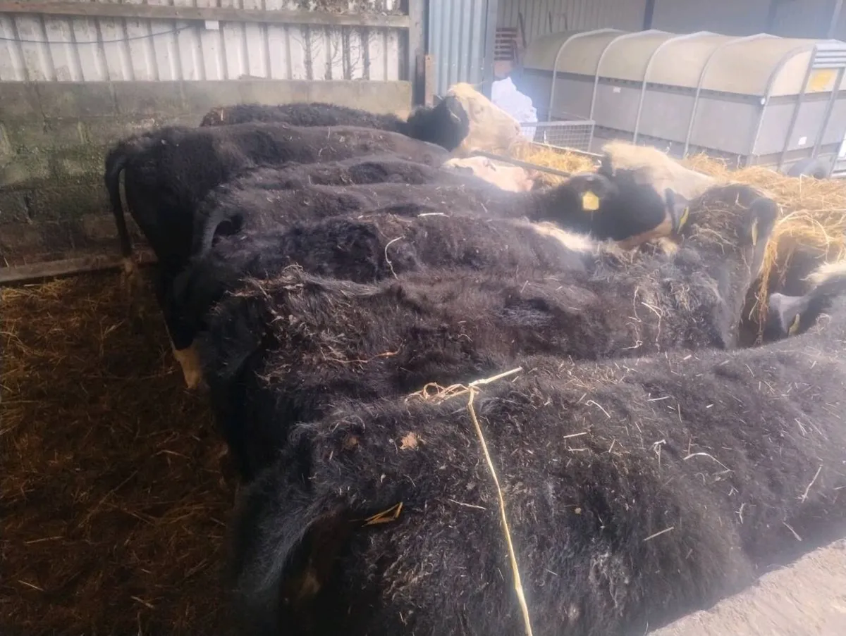 Hereford Heifer Weanlings - Image 1