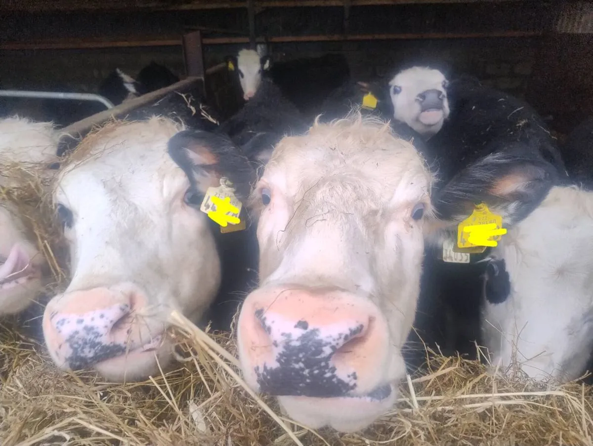 Hereford Heifer Weanlings - Image 2