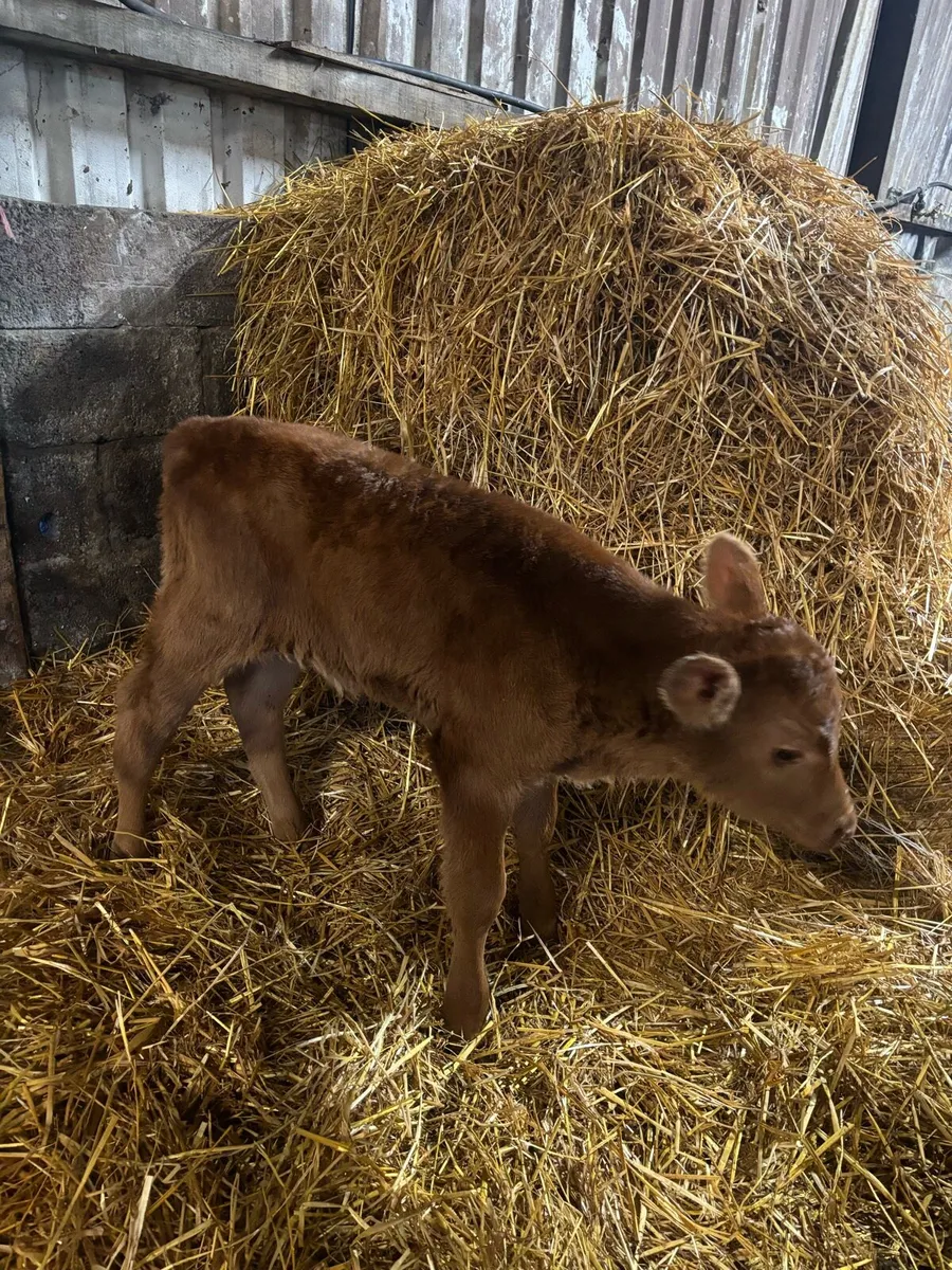 Red angus  calf - Image 2