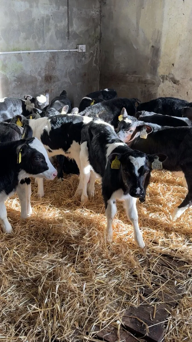 Friesian Bull Calves For Sale - Image 3