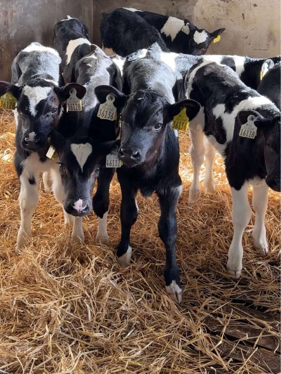 Friesian Bull Calves For Sale - Image 1