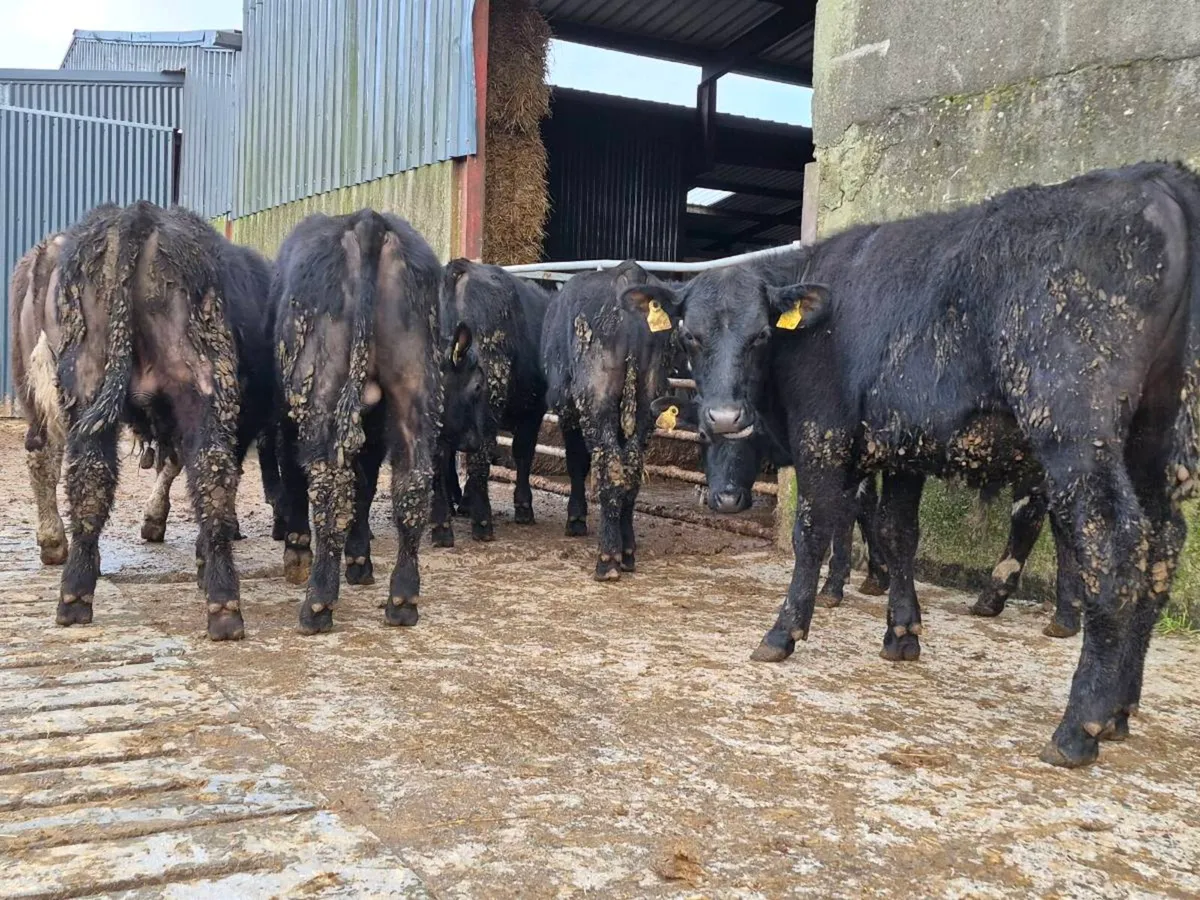 10 Aberdeen Angus Bullocks - Image 1