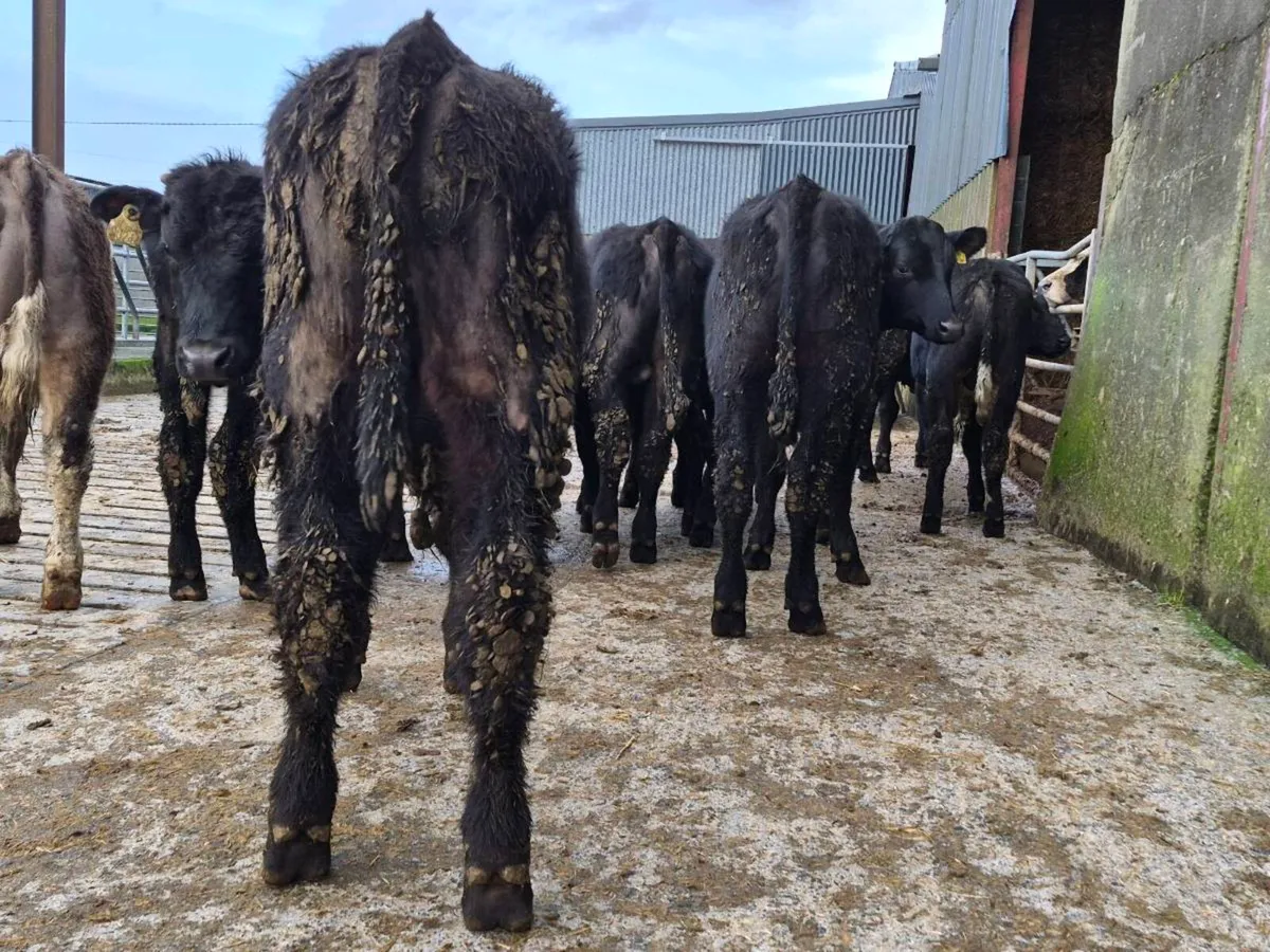 10 Aberdeen Angus Bullocks - Image 2