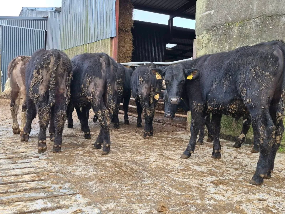 10 Aberdeen Angus Bullocks - Image 3