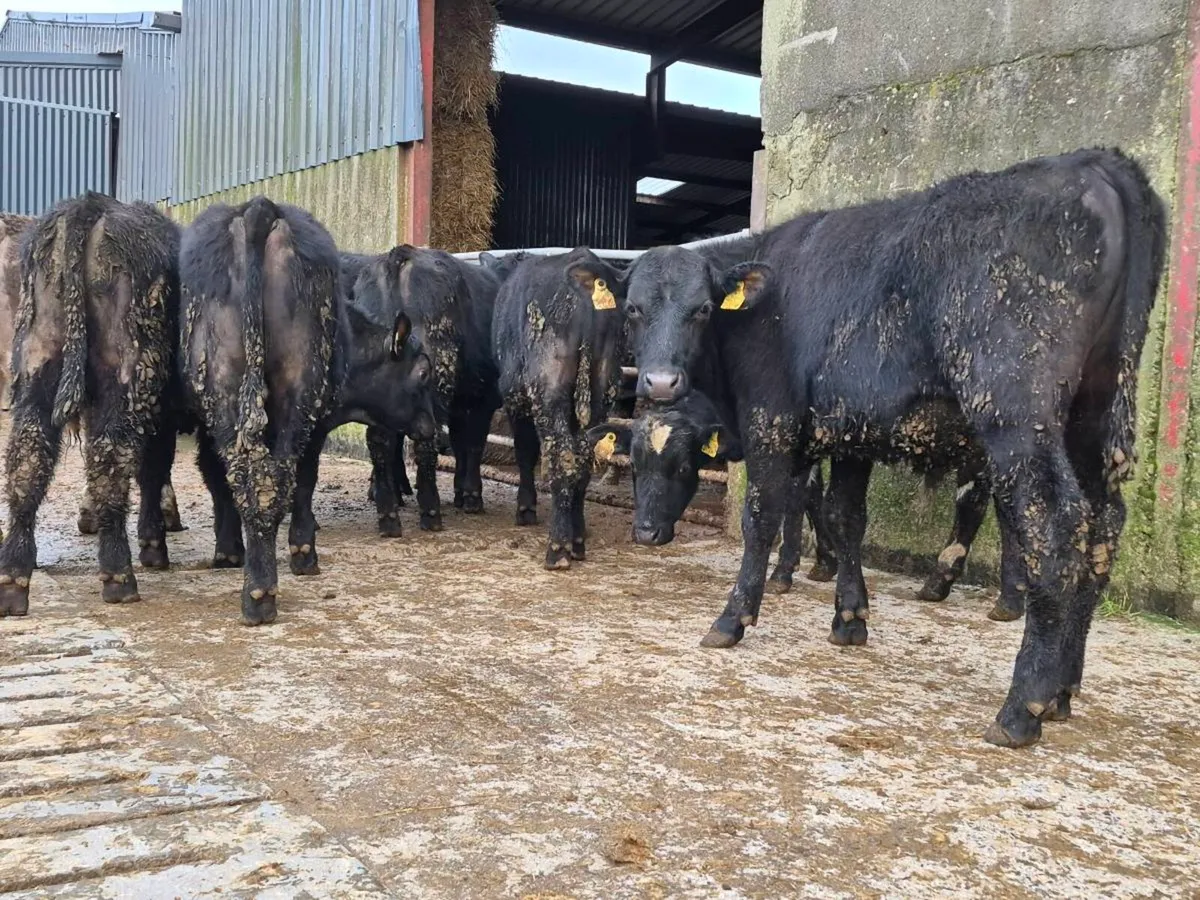 10 Aberdeen Angus Bullocks - Image 4