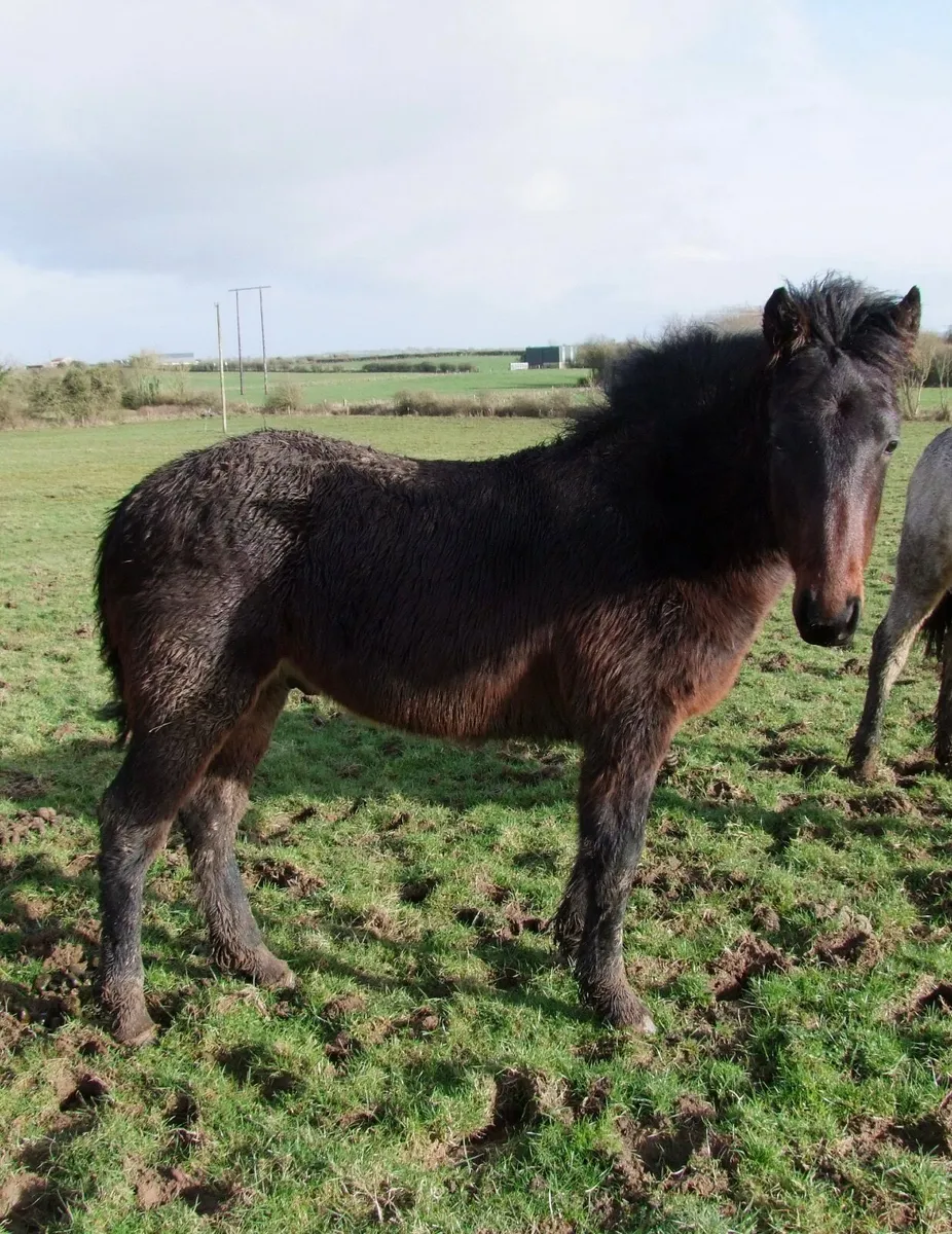 Colt by Belmont Mill Hill - Image 3