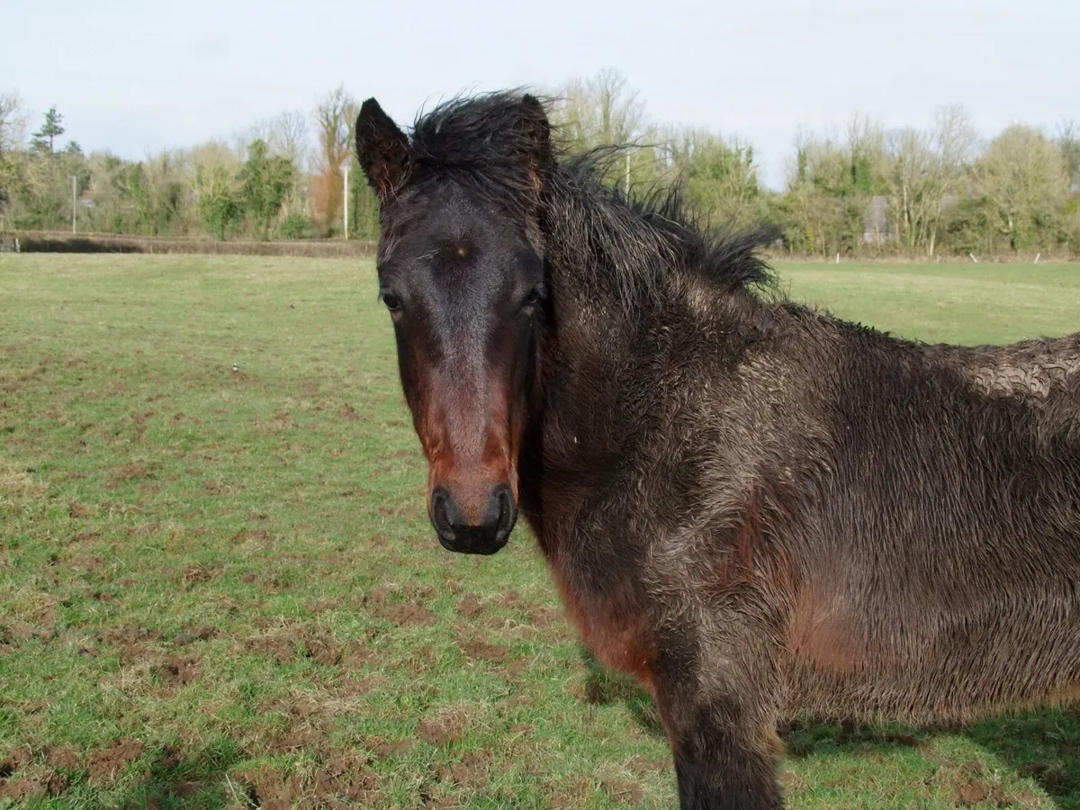 Colt by Belmont Mill Hill - Image 4