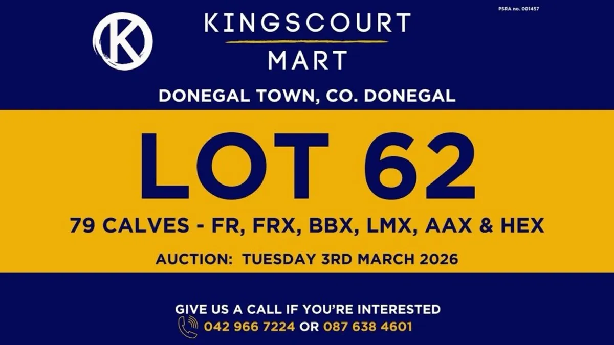 TB cattle for sale - Image 1