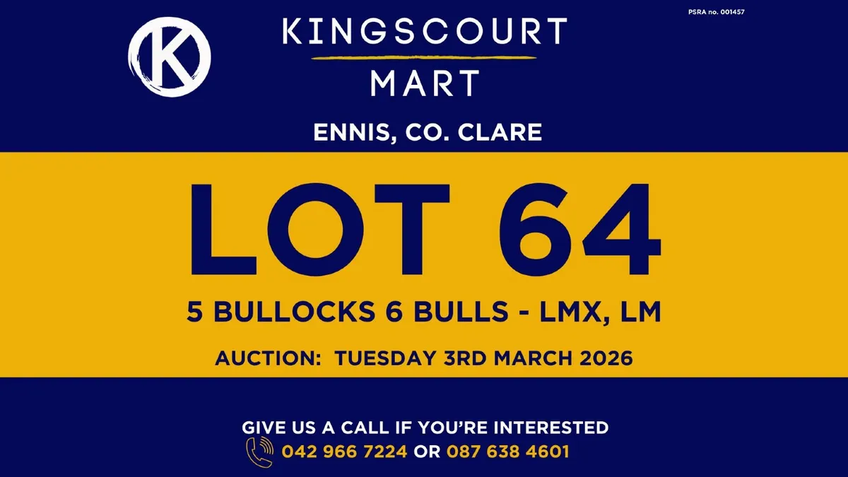 TB cattle for sale - Image 4