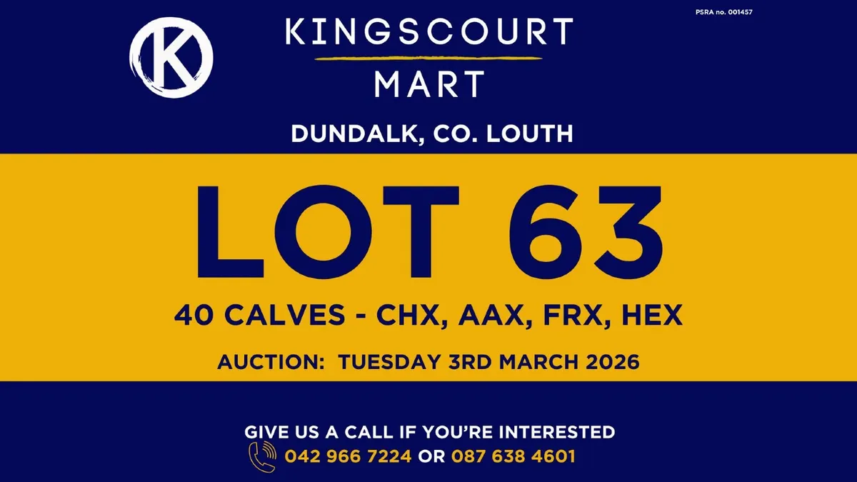 TB cattle for sale - Image 3