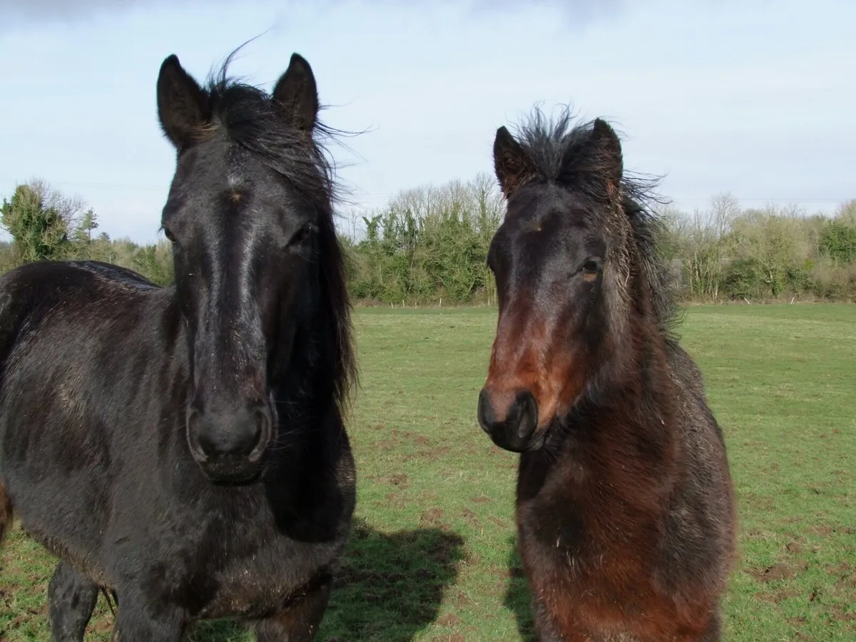 Colt by Belmont Mill Hill - Image 1