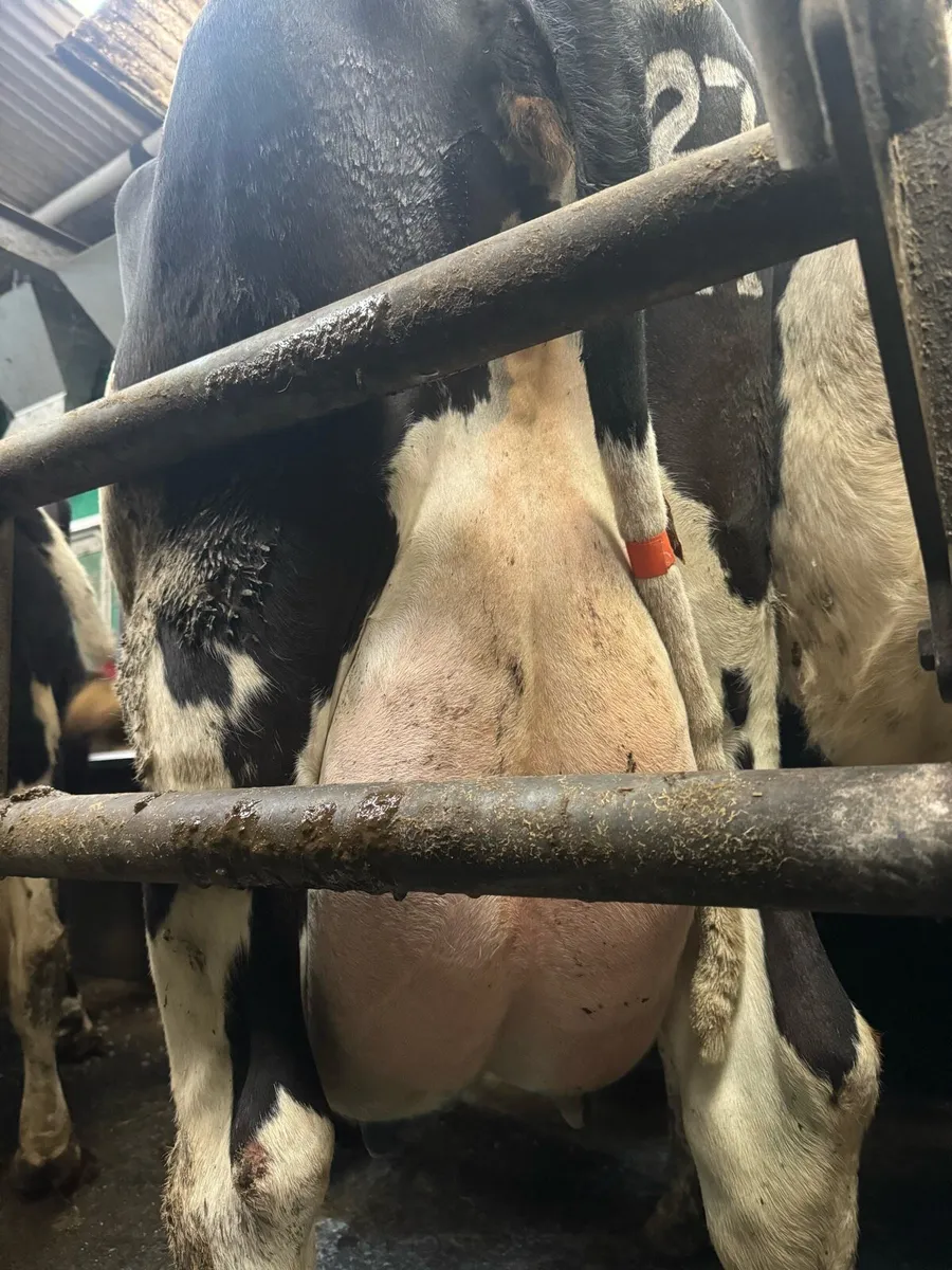 Dairy Cows & Heifers - Image 2