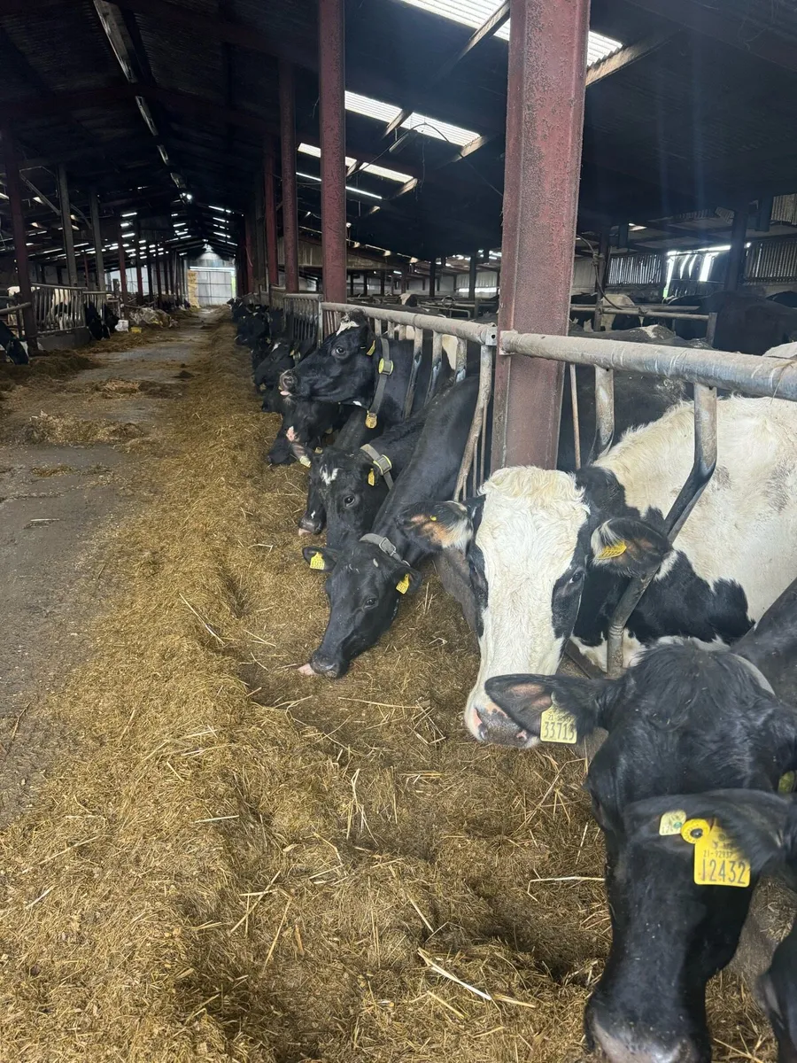Dairy Cows & Heifers - Image 3