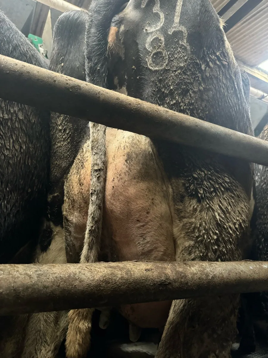 Dairy Cows & Heifers - Image 4