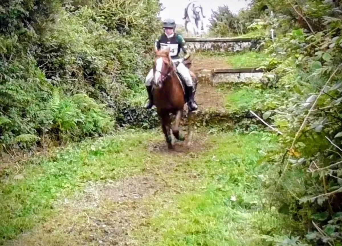 Bargain Offer. Needs suitable home. - Image 4