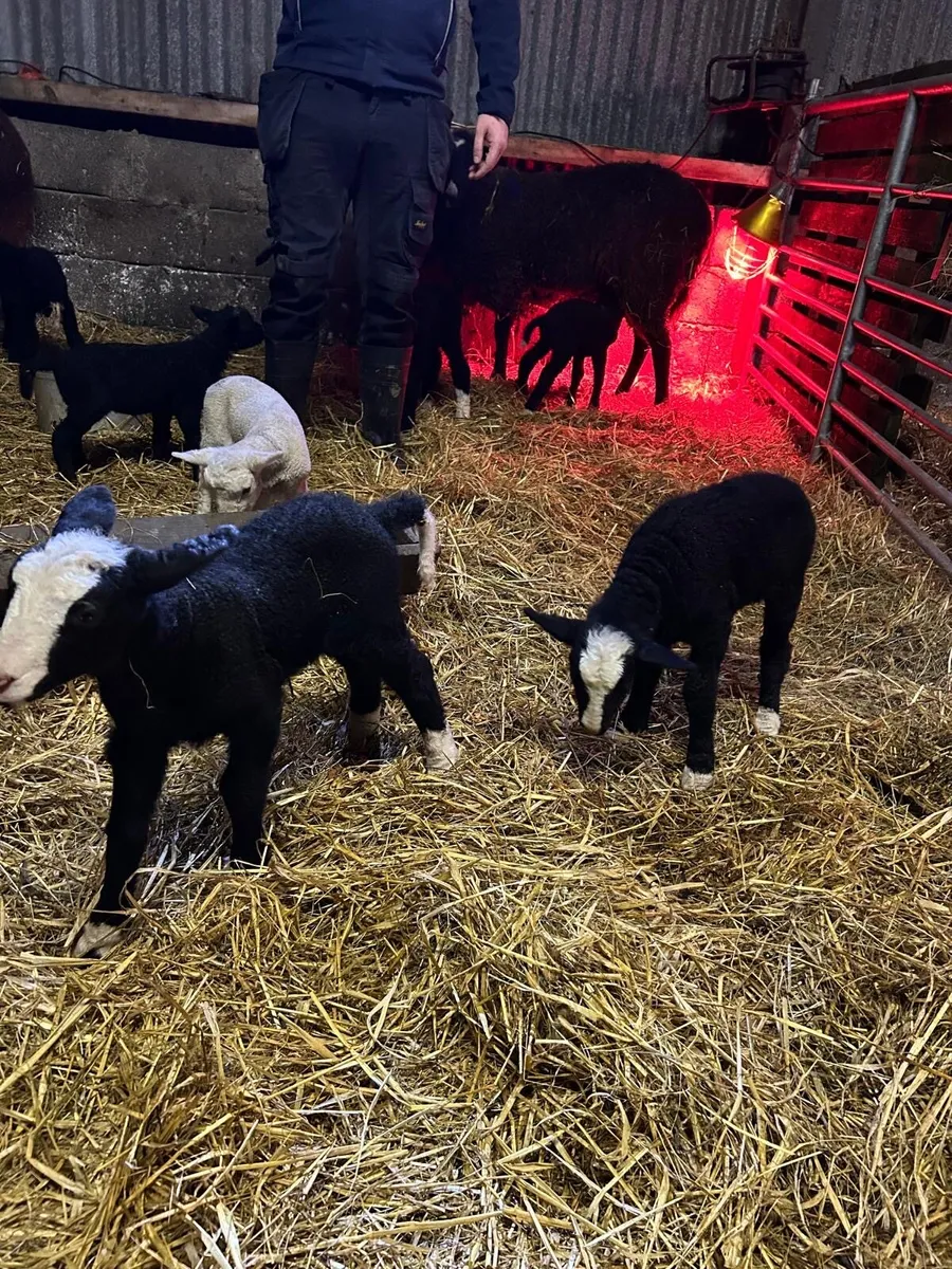 PBR Zwarbtle Ewe with lambs - Image 2