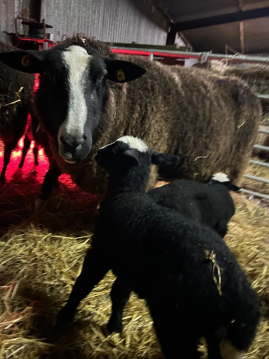 PBR Zwarbtle Ewe with lambs - Image 3