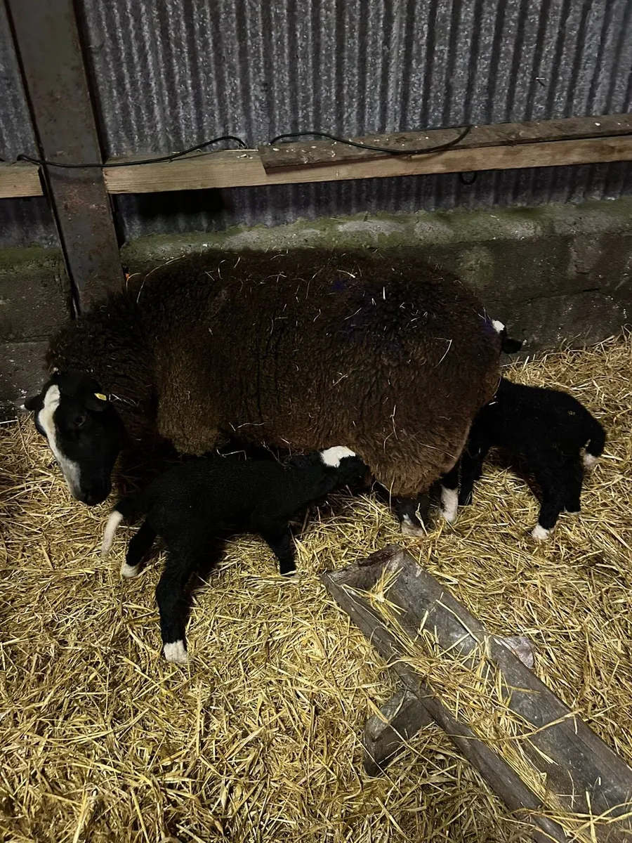 PBR Zwarbtle Ewe with lambs - Image 4