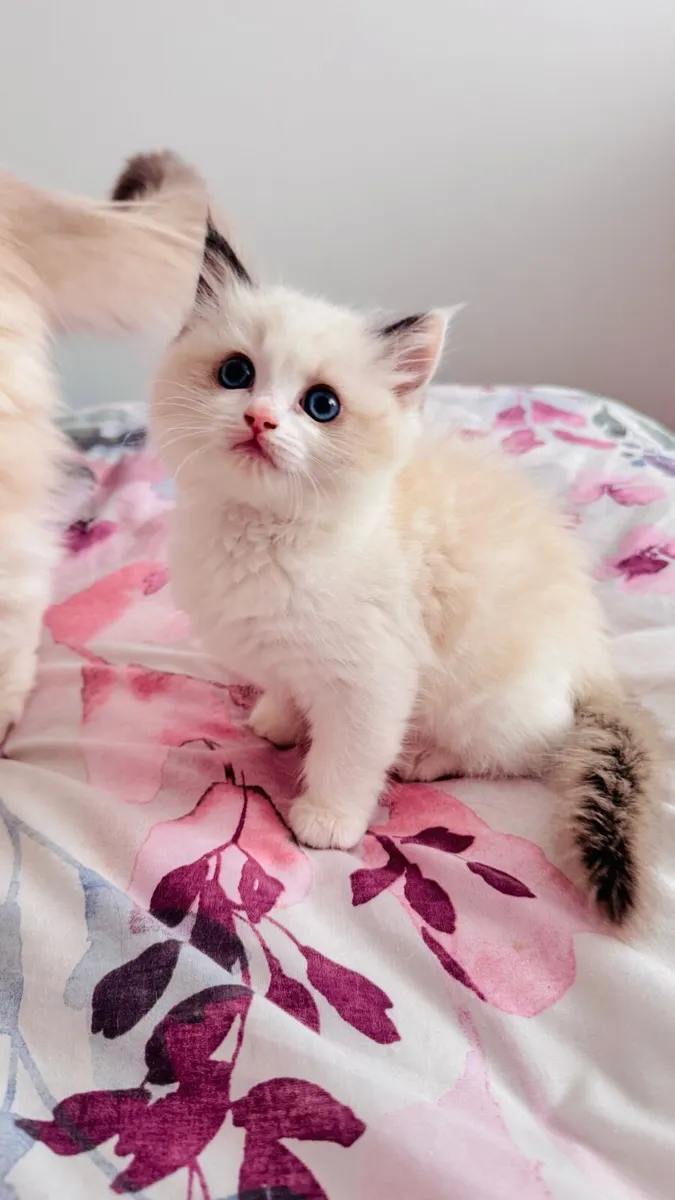 Three Purebred Ragdoll Kittens - Image 3