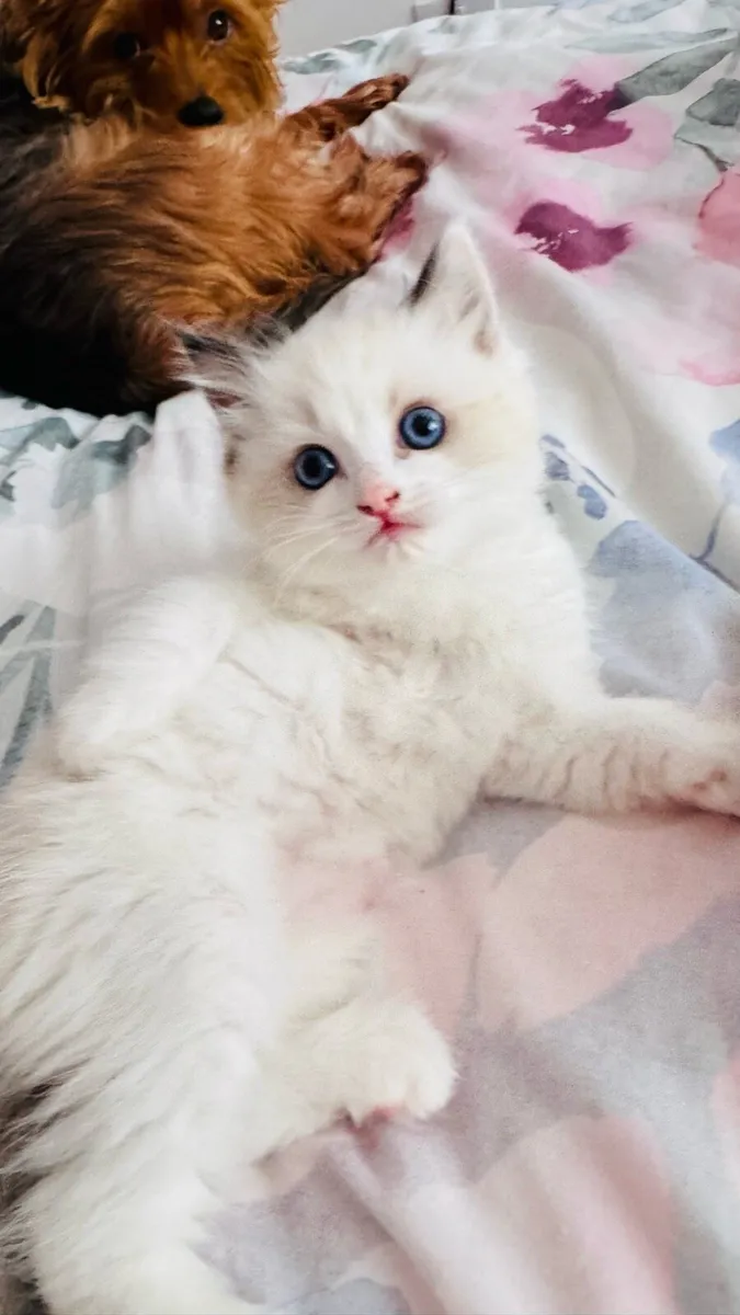 Three Purebred Ragdoll Kittens - Image 4