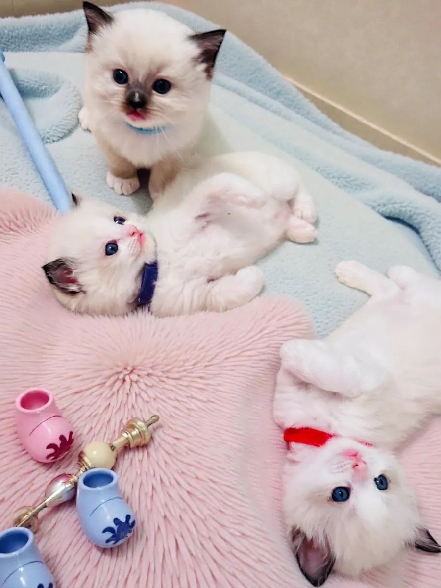 Three Purebred Ragdoll Kittens - Image 1