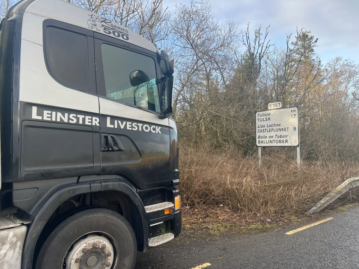 Smashing Heifers • Roscommon today - Image 2