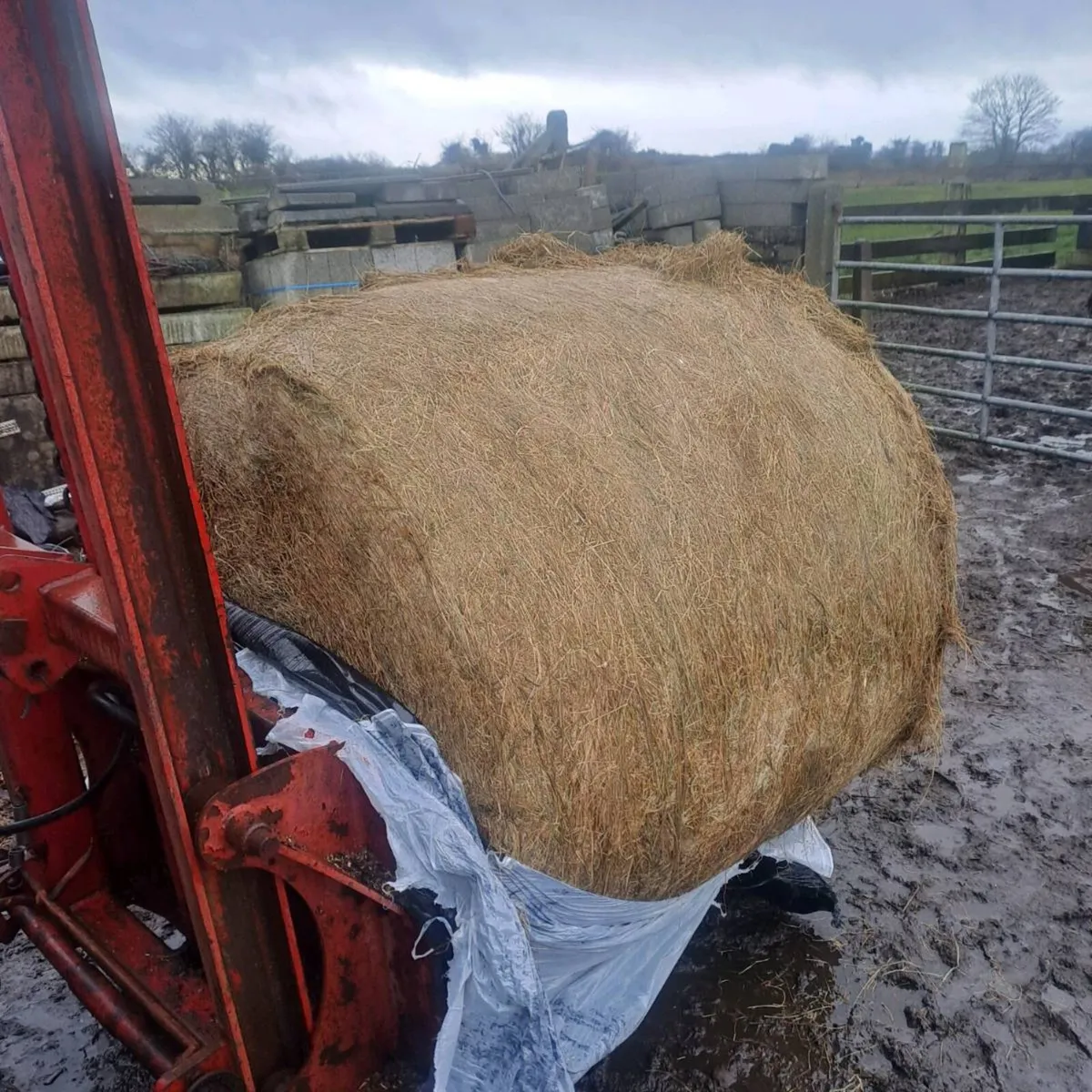 Silage dry - Image 2