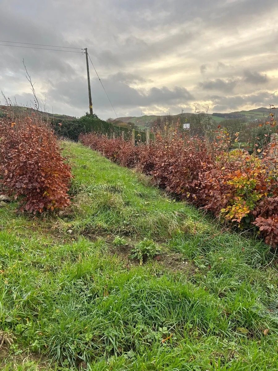 Beech Hedge - Image 2