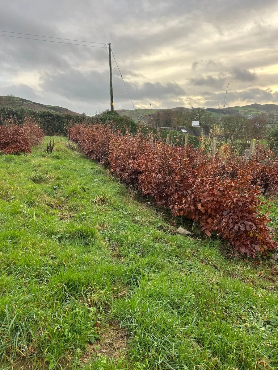 Beech Hedge - Image 3