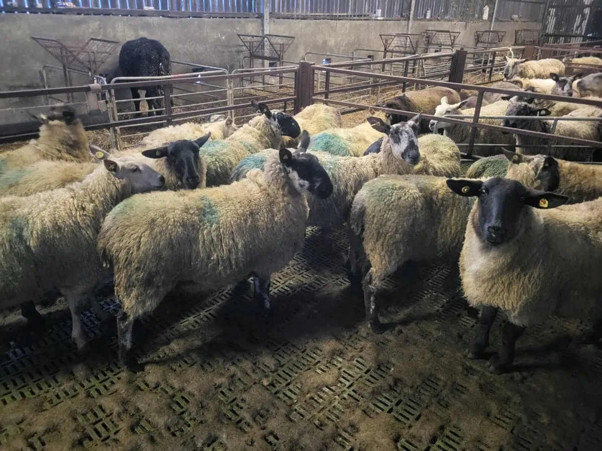 Inlamb hogget ewes - Image 4