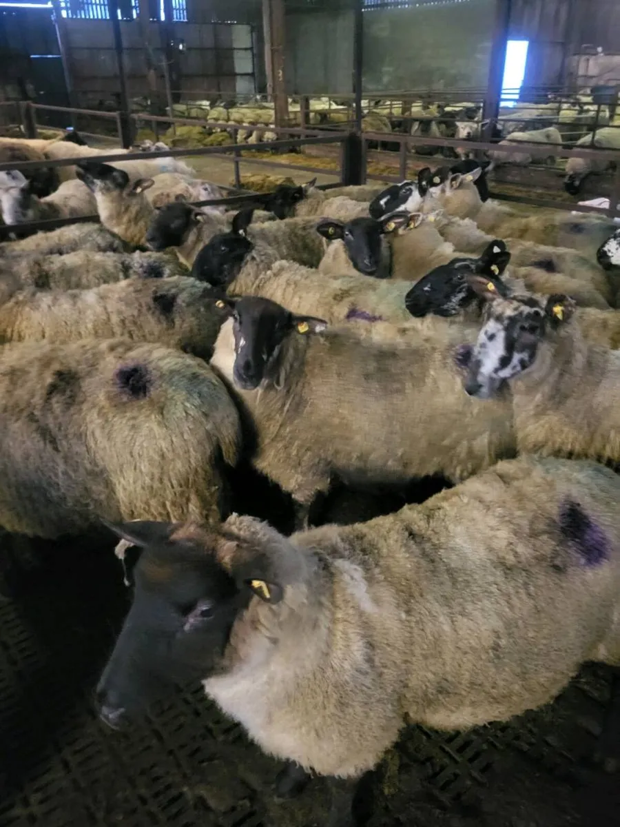 Inlamb hogget ewes - Image 2