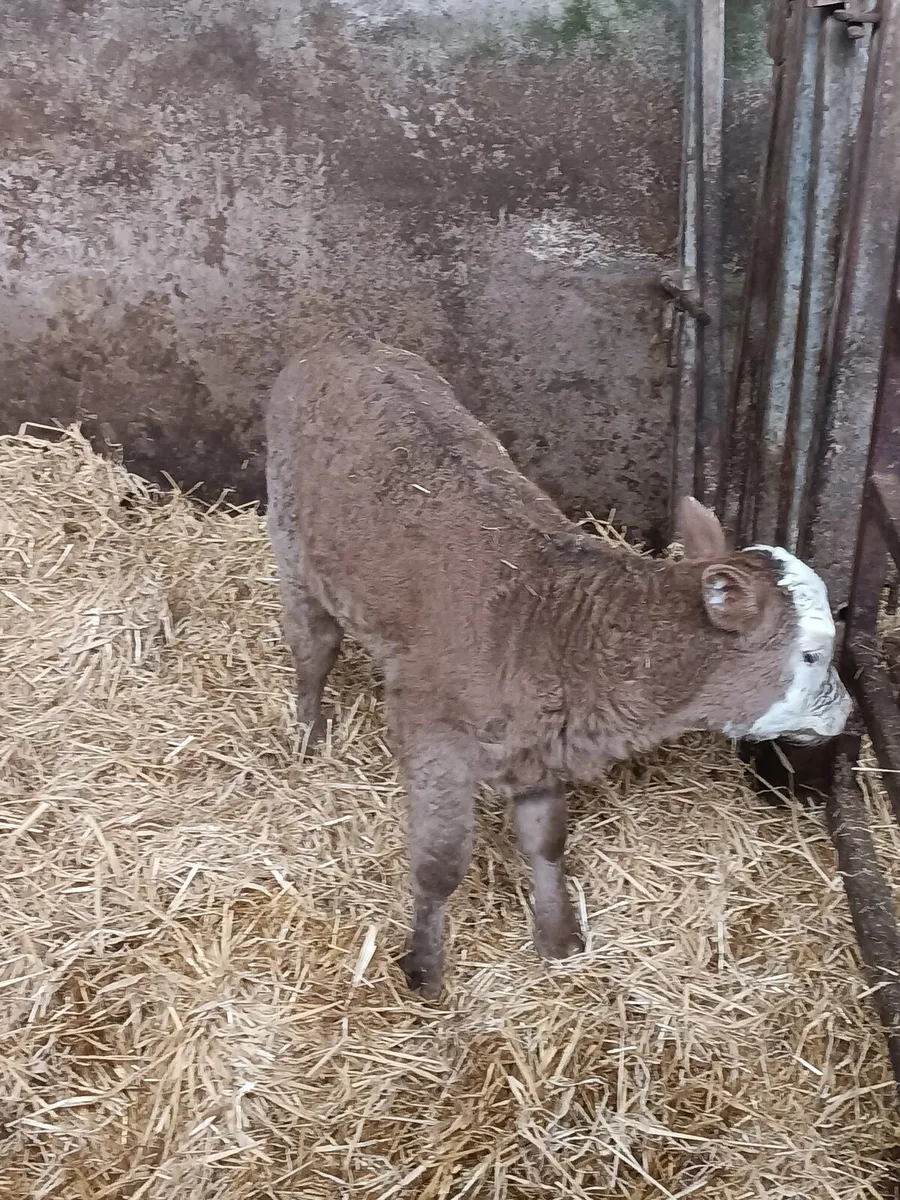 Continental suck - Image 2