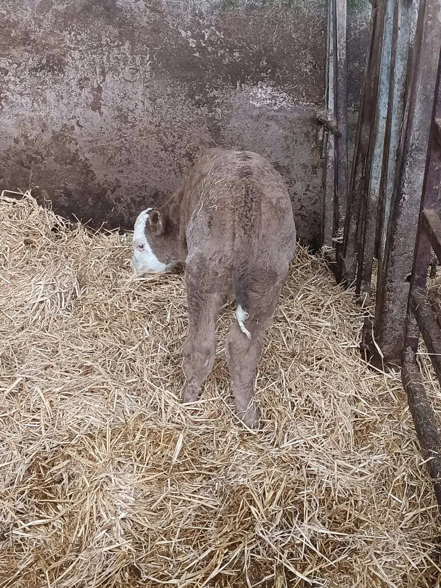 Continental suck - Image 1