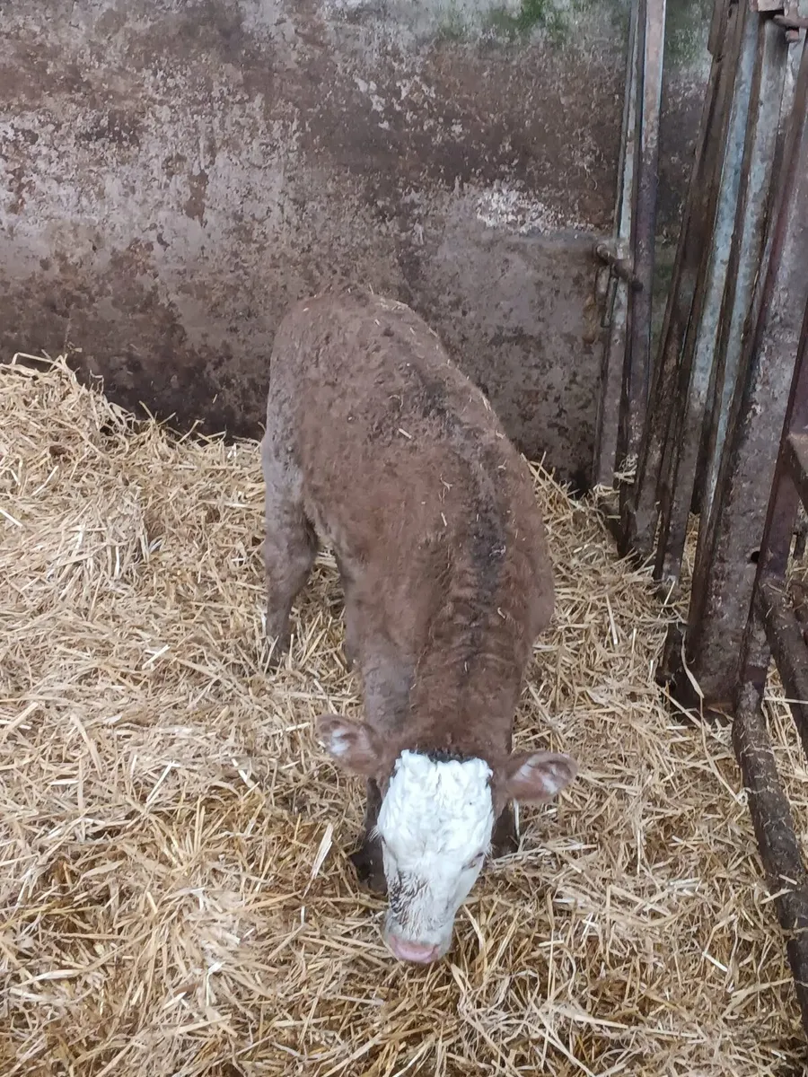 Continental suck - Image 3