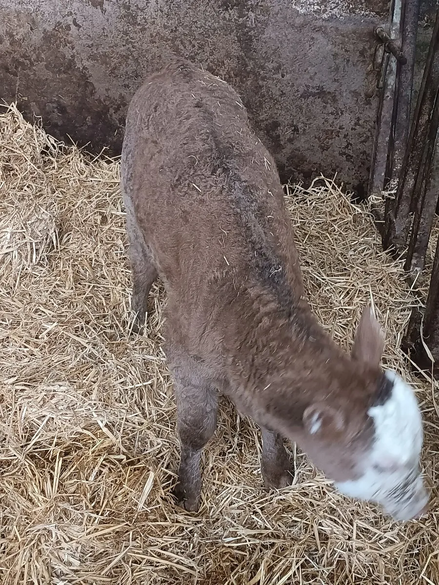 Continental suck - Image 4