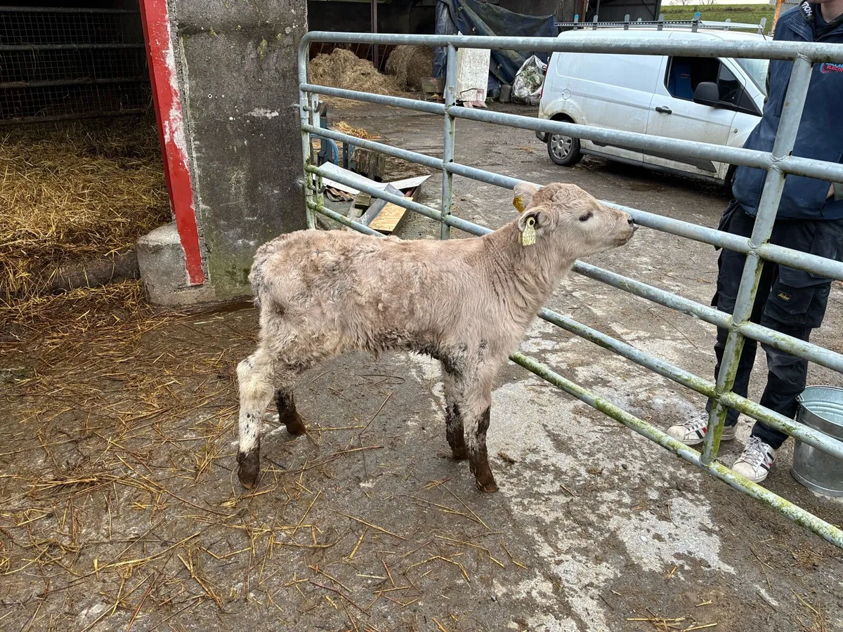 Organic calf - Image 3