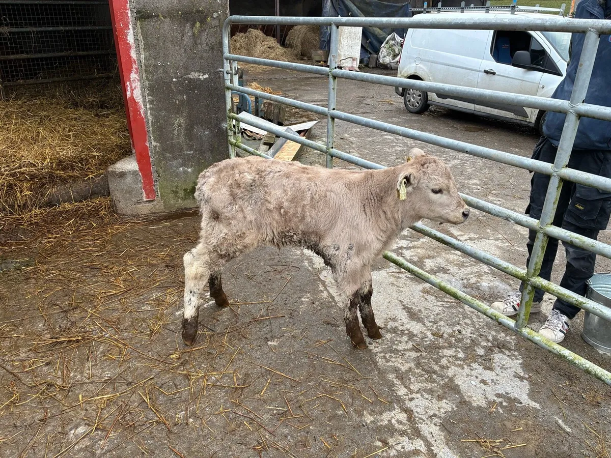 Organic calf - Image 4