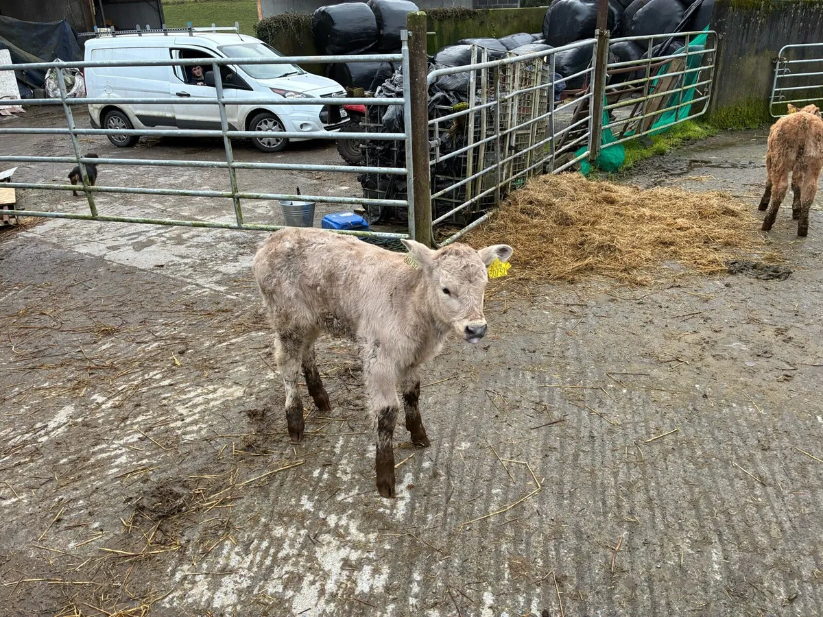 Organic calf - Image 2