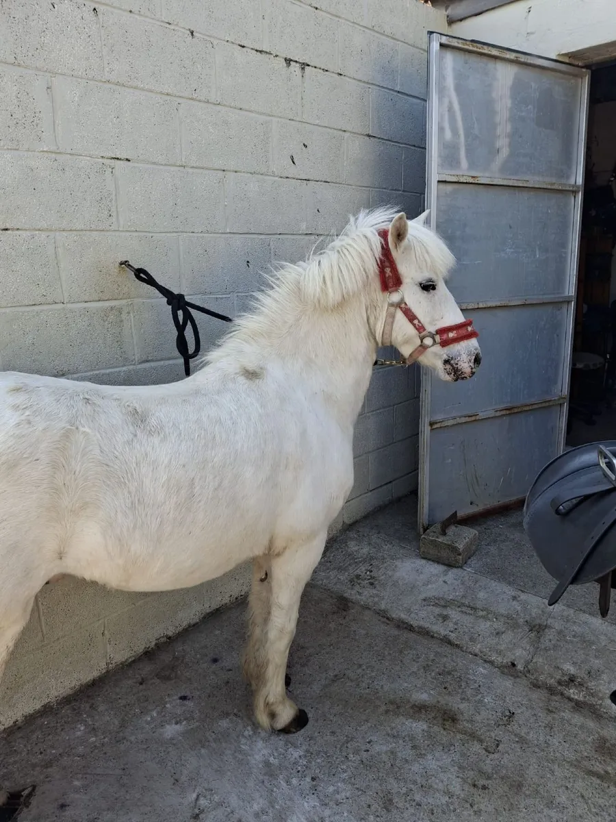 12.2 gleding - Image 2