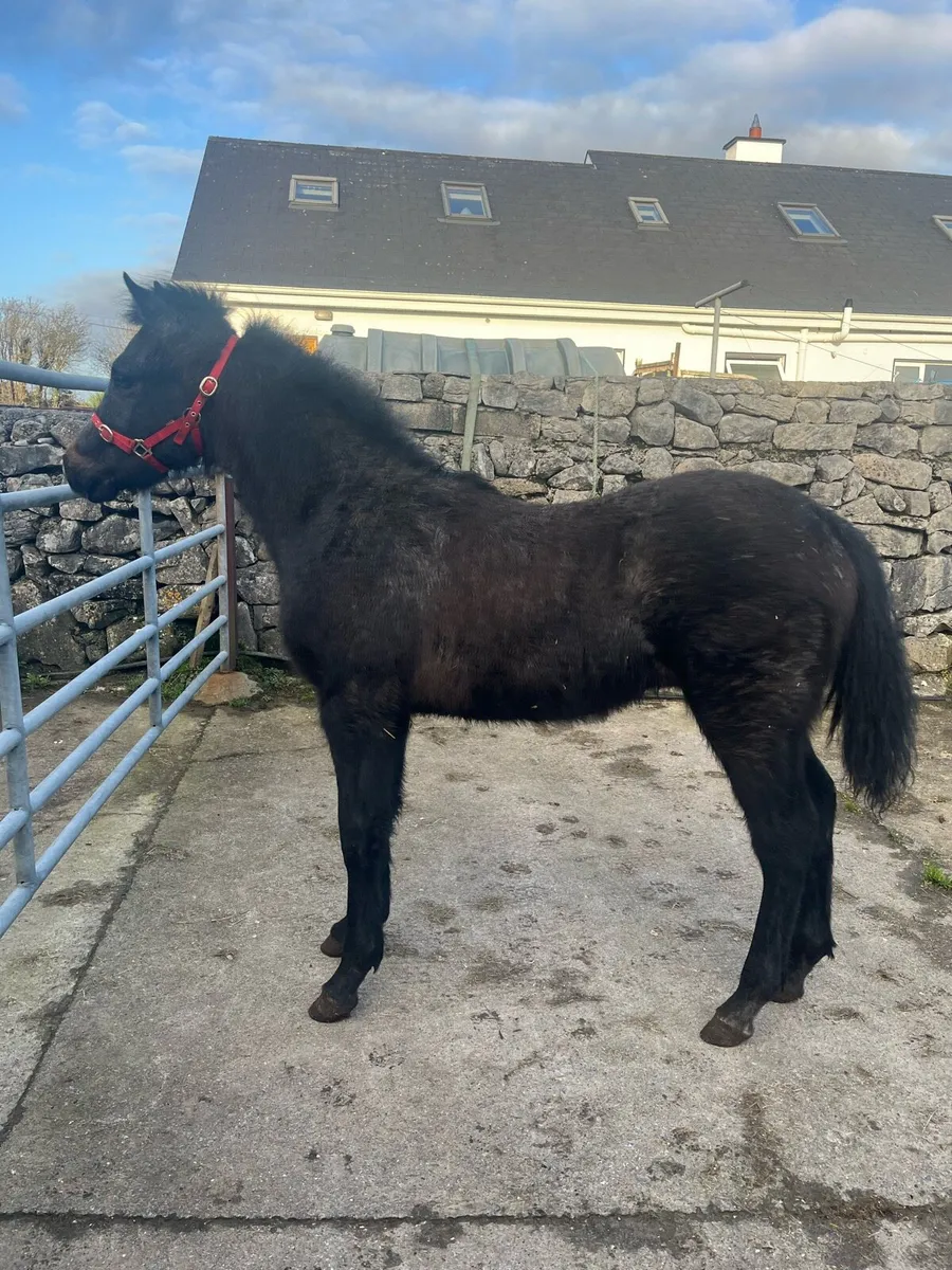 Connemara colt foal - Image 1