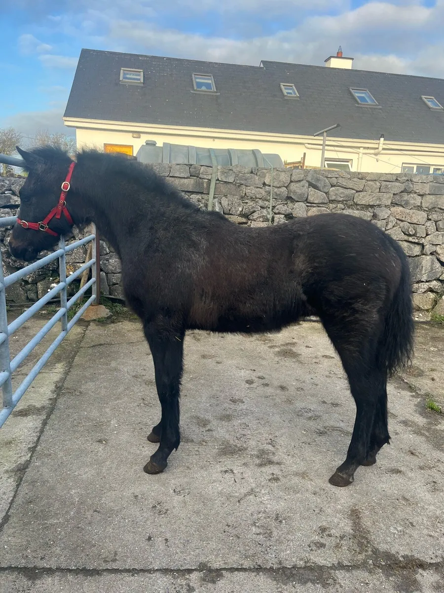 Connemara colt foal - Image 3