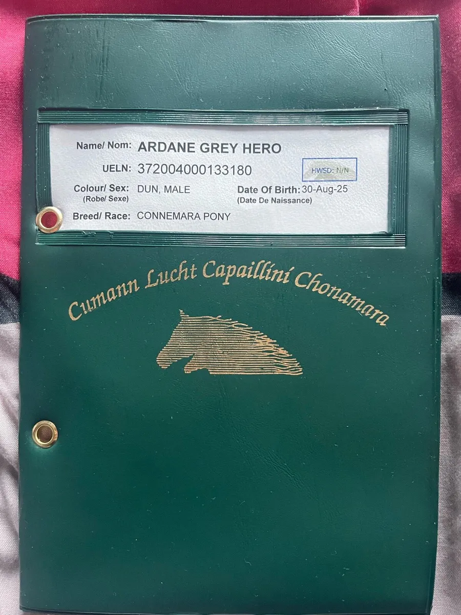 Connemara colt foal - Image 4