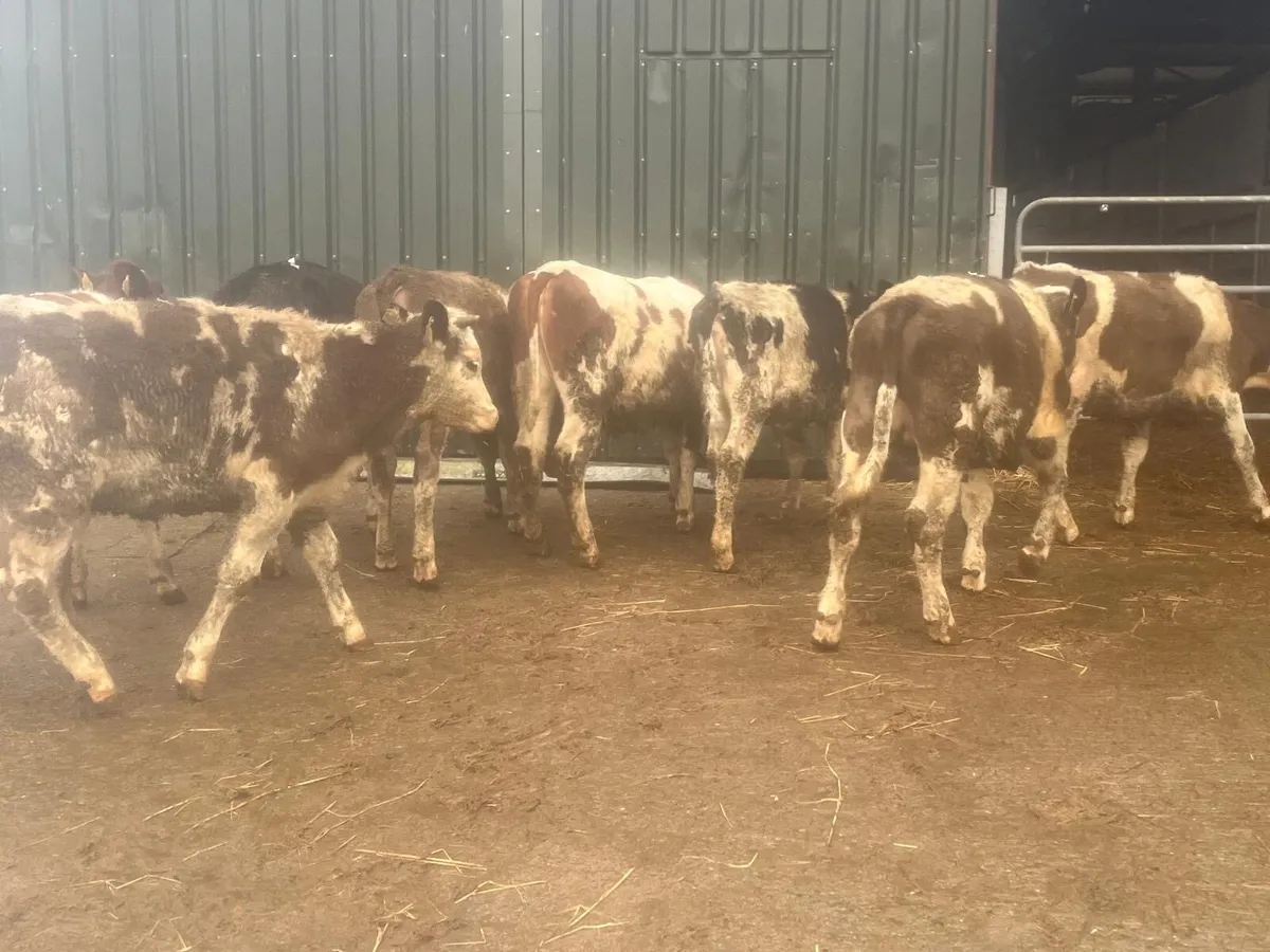 8 super Simmental heifer weanlings - Image 1