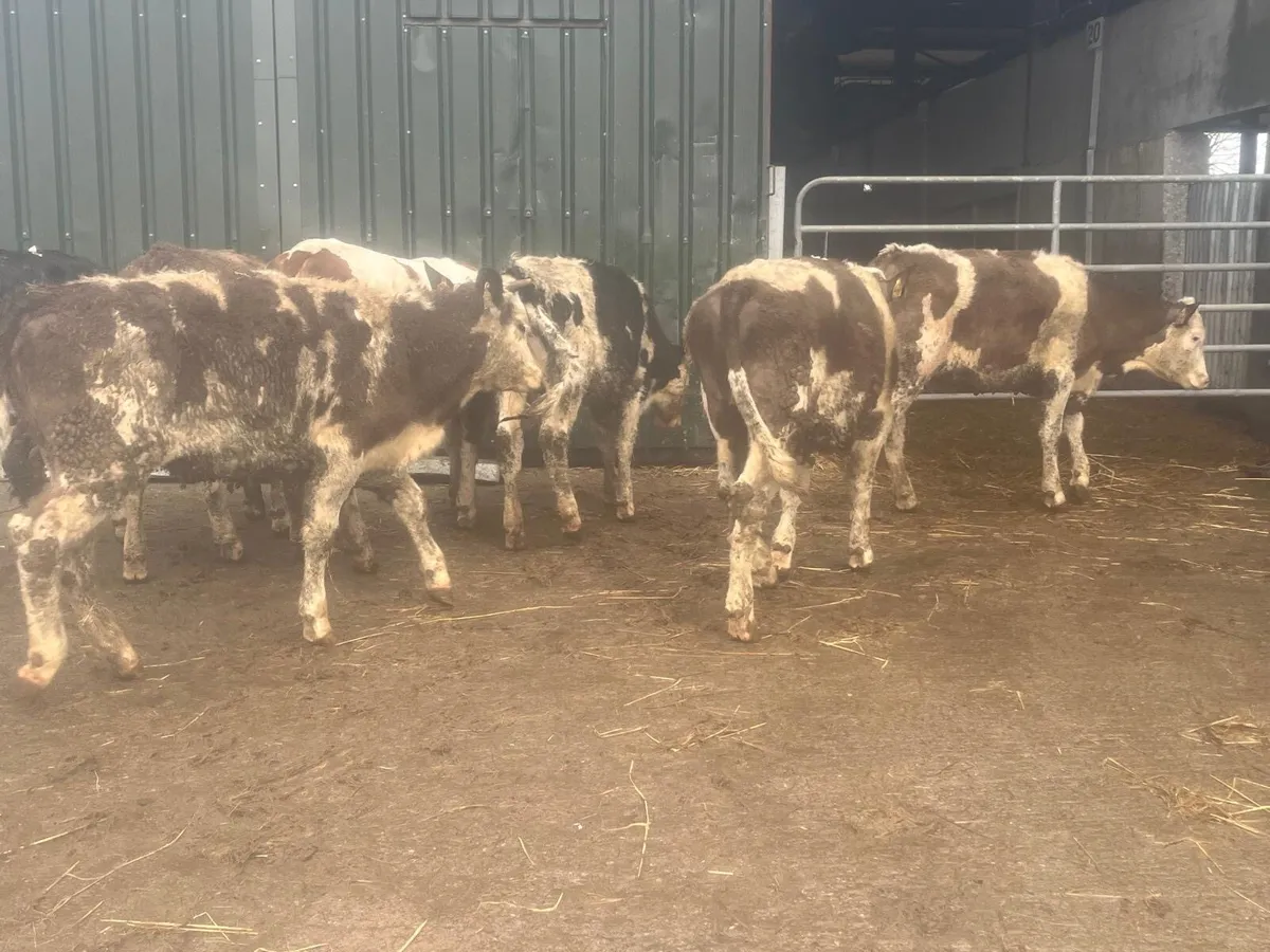 8 super Simmental heifer weanlings - Image 2