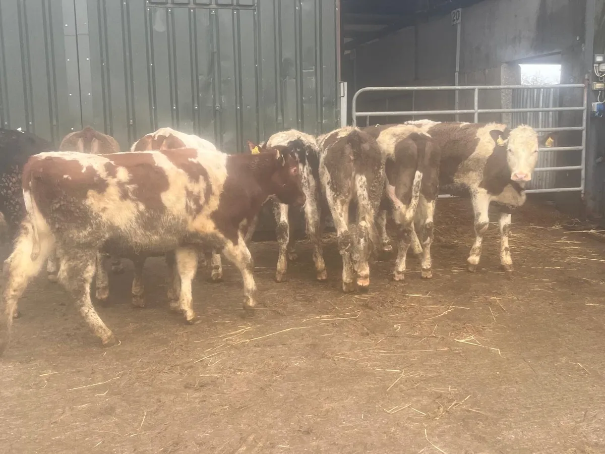 8 super Simmental heifer weanlings - Image 3