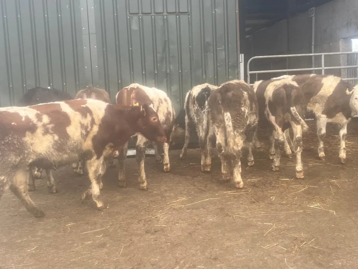 8 super Simmental heifer weanlings - Image 4