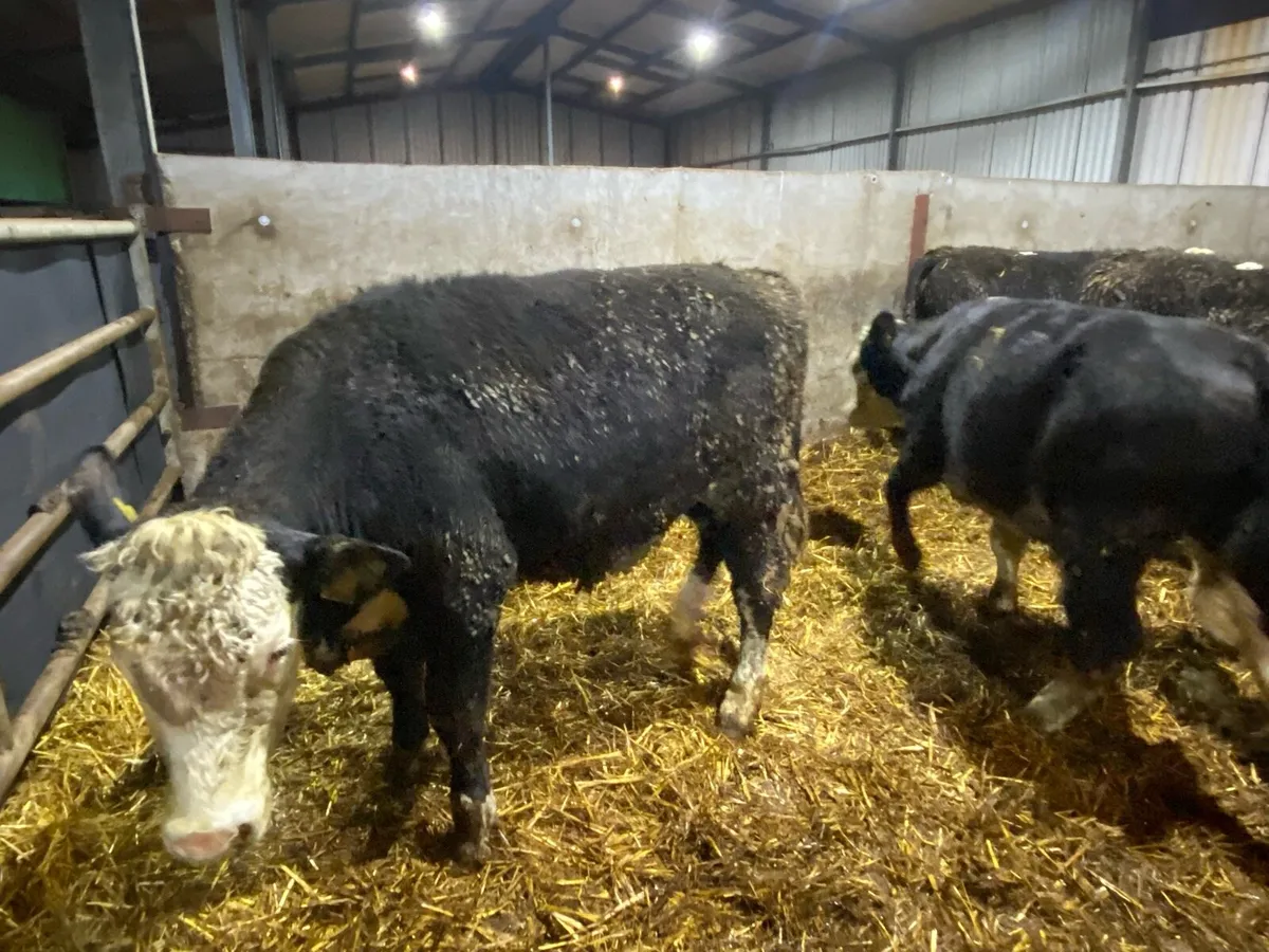 26 Whitehead Bullocks 375-430kg - Image 3