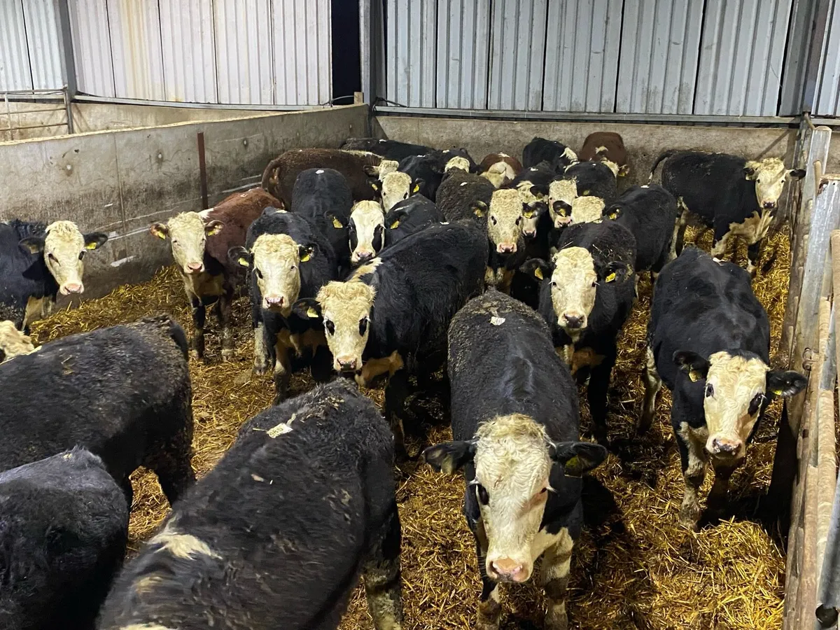 26 Whitehead Bullocks 375-430kg - Image 1